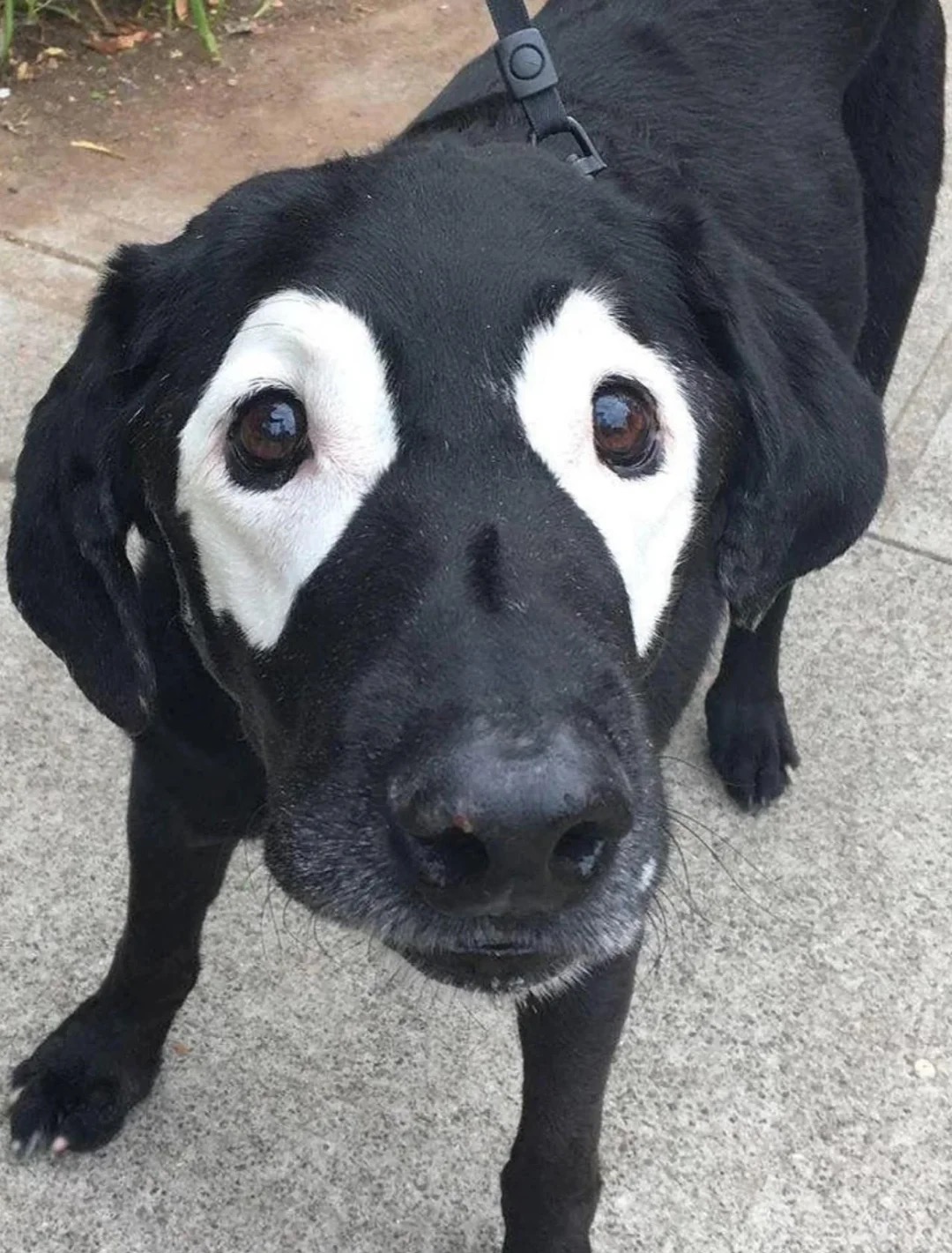 Goggle Dog Labs' Chief Goggle Officer, a dog in safety goggles, auditing the production database